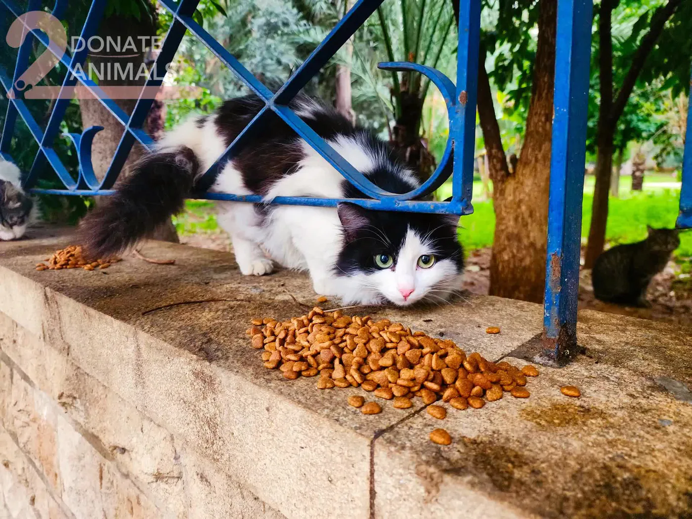 Feeding stray animals