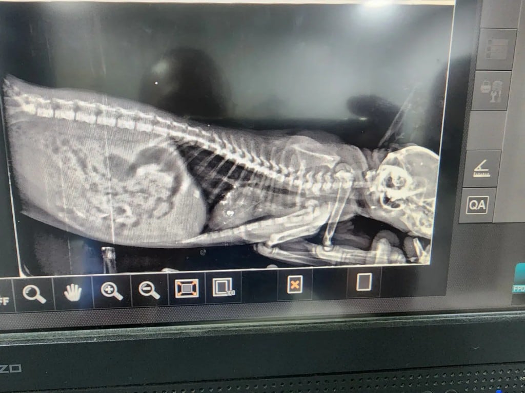 Veterinary X-ray of a rescued animal during diagnosis