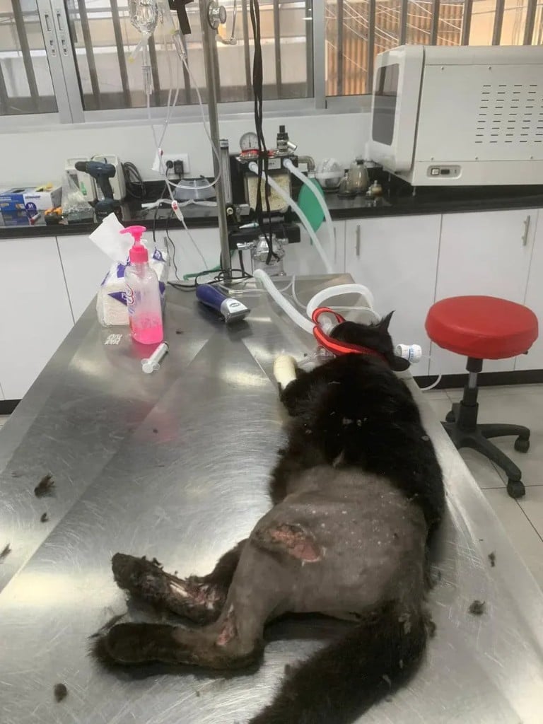 Rescued black cat prepared for surgery on a veterinary table